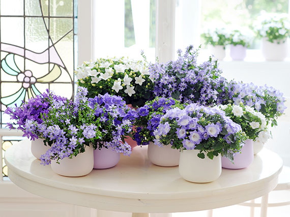 Primavera: el imperio de las flores